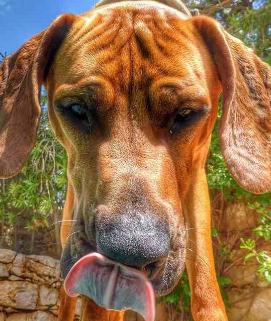 107421-rhodesian-ridgeback-tongue.jpg