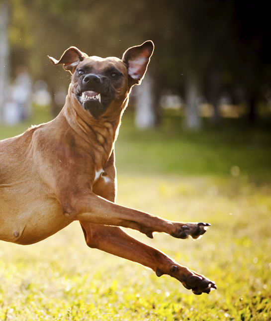 107428-snarling-rhodesian-ridgeback.jpg
