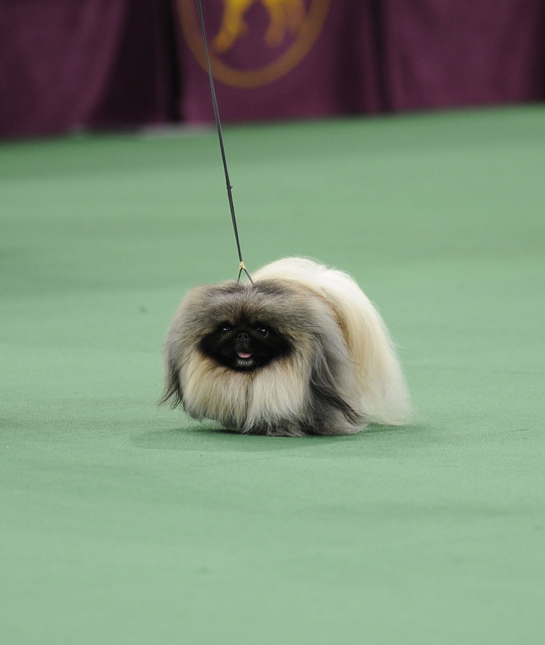 108774-kennel-club-pekingese.jpg
