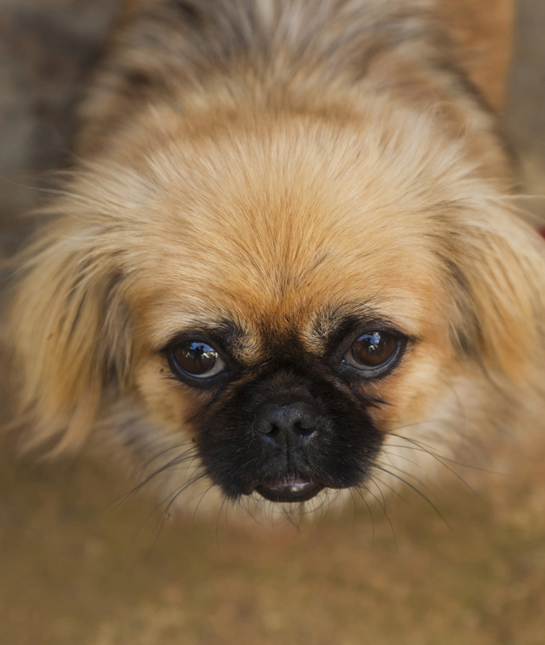 108776-pekingese-dog.jpg