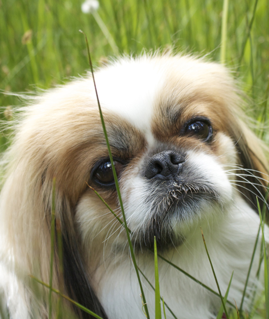 108778-pekingese-grass.jpg 108778-pekingese-grass.jpg