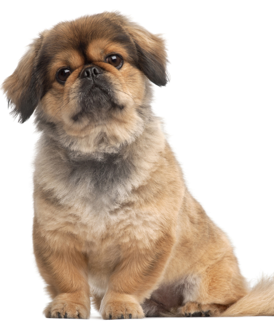 108779-pekingese-hair-cut.jpg