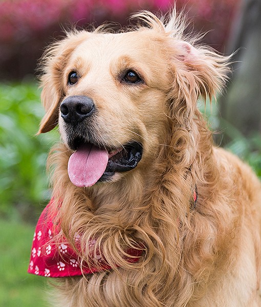 108790-reasons-not-shave-pet-2.jpg