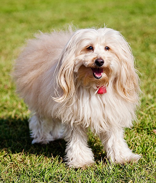 108791-reasons-not-shave-pet-3.jpg