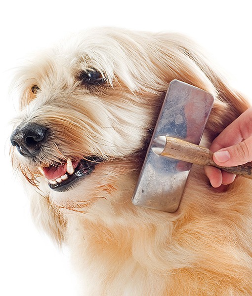 108792-reasons-not-shave-pet-4.jpg
