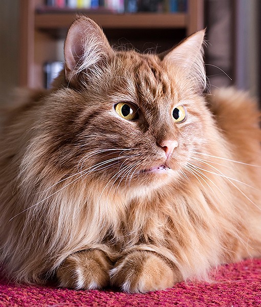 108793-reasons-not-shave-pet.jpg