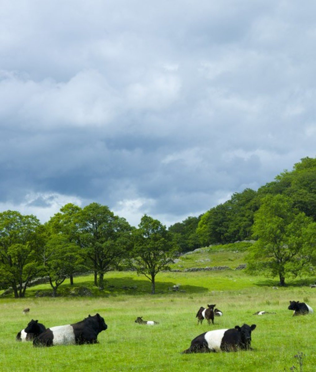 108795-getty-belted-galloway.jpg