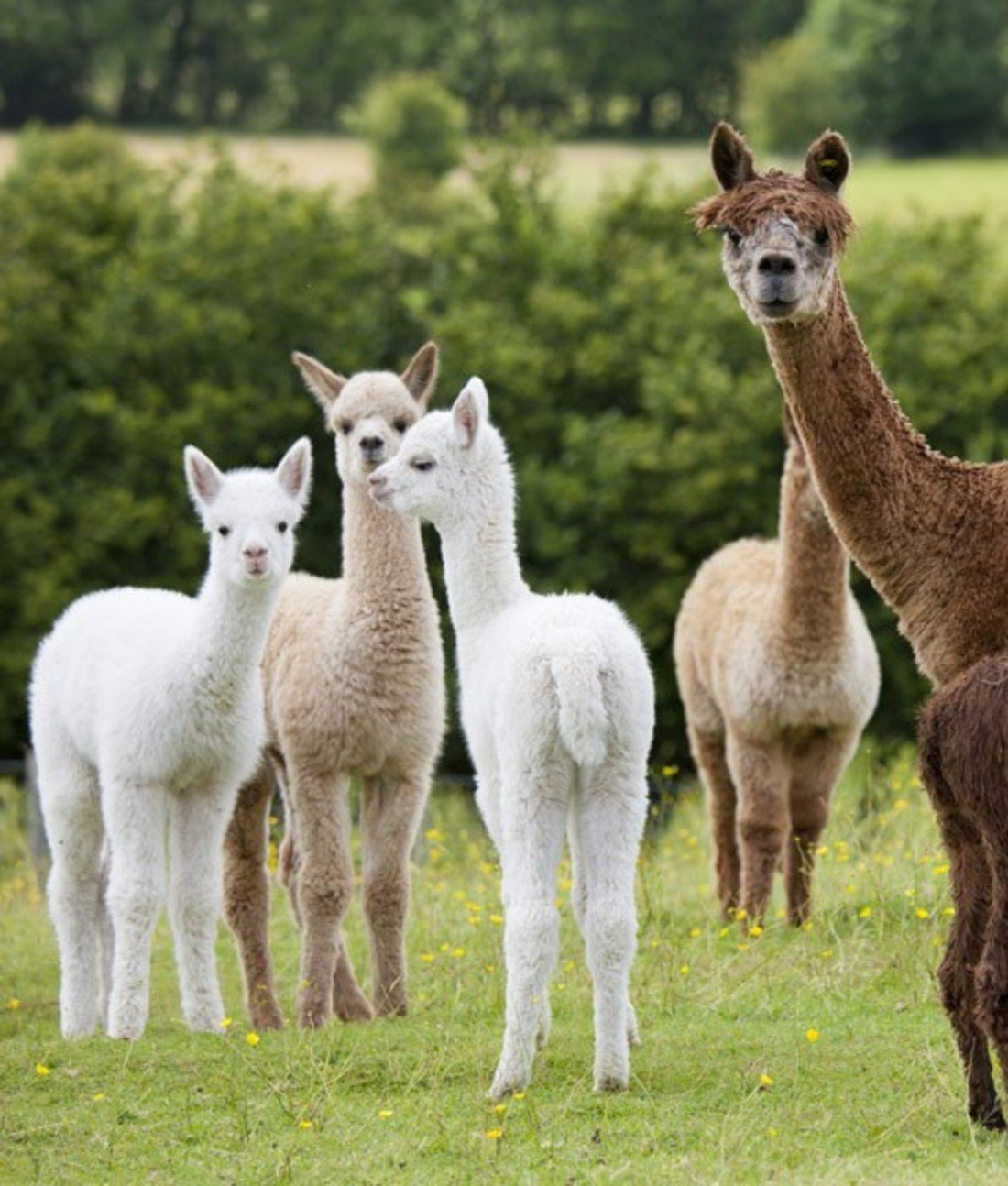108796-llama-farm.jpg