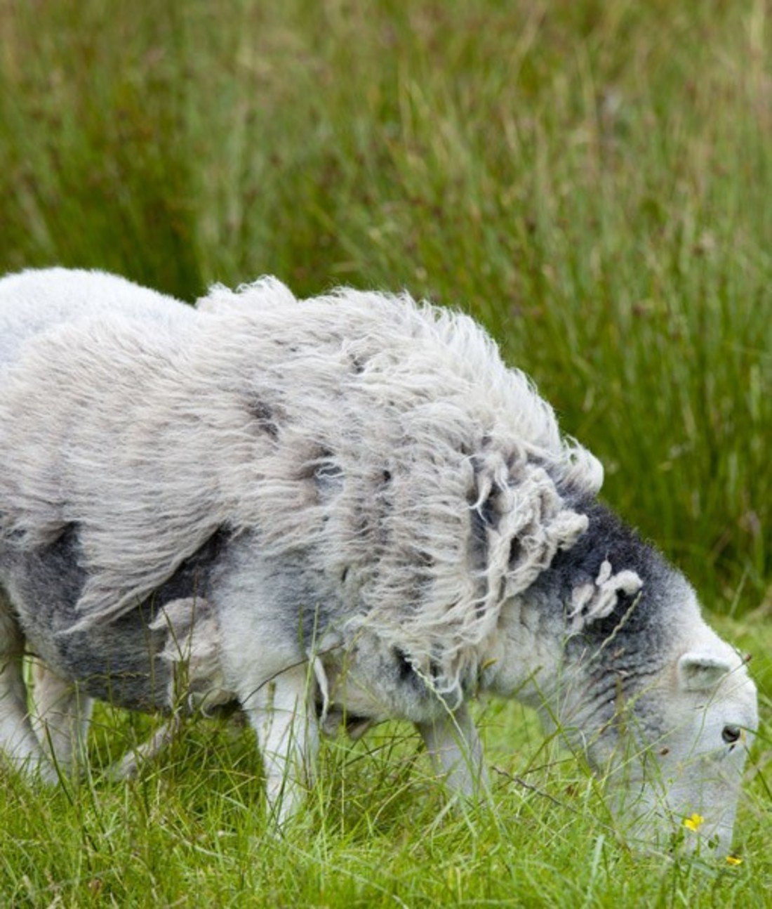 108797-hair-sheep-1.jpg