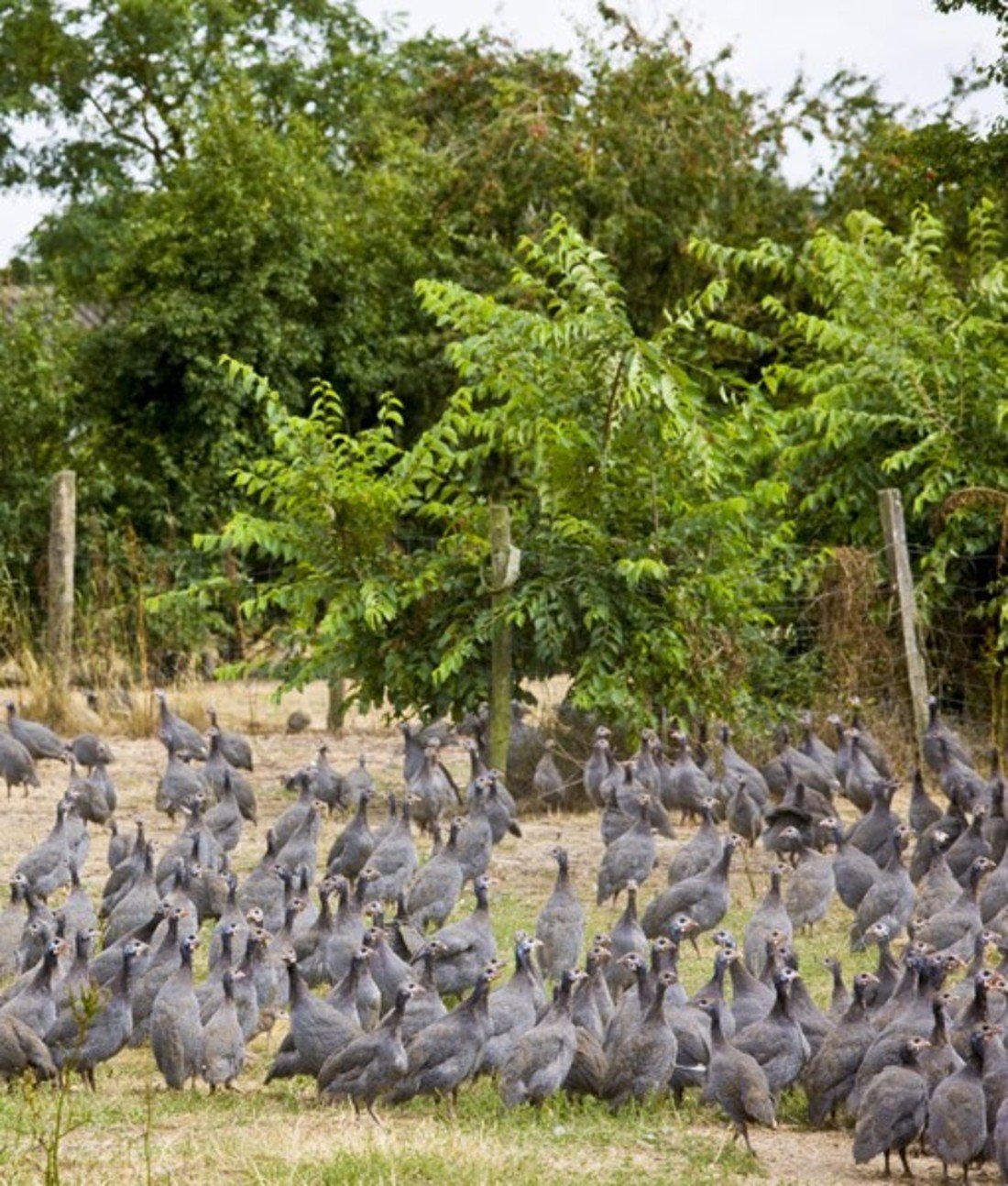 108799-guinea-farm.jpg