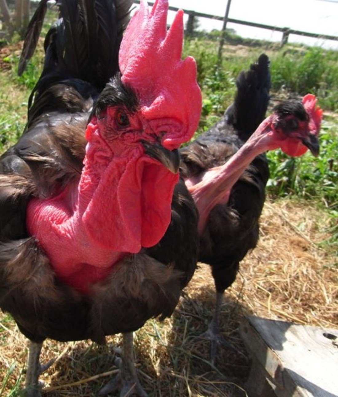108801-naked-neck-chicken.jpg
