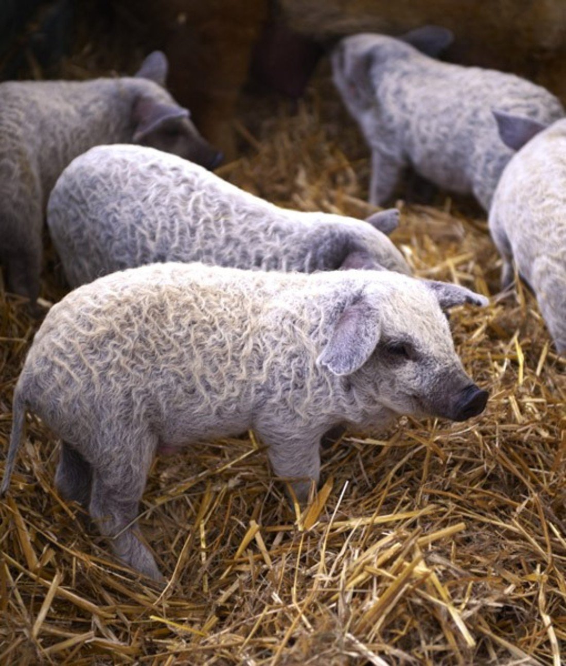 108803-sheeppigs.jpg