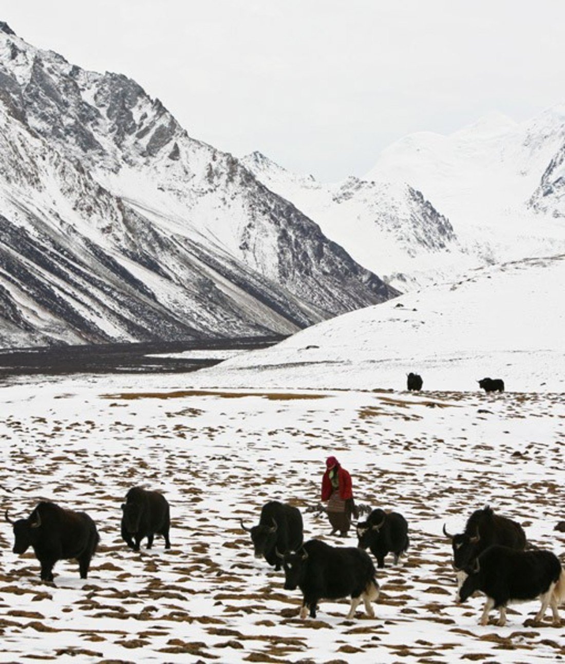 108805-yak.jpg