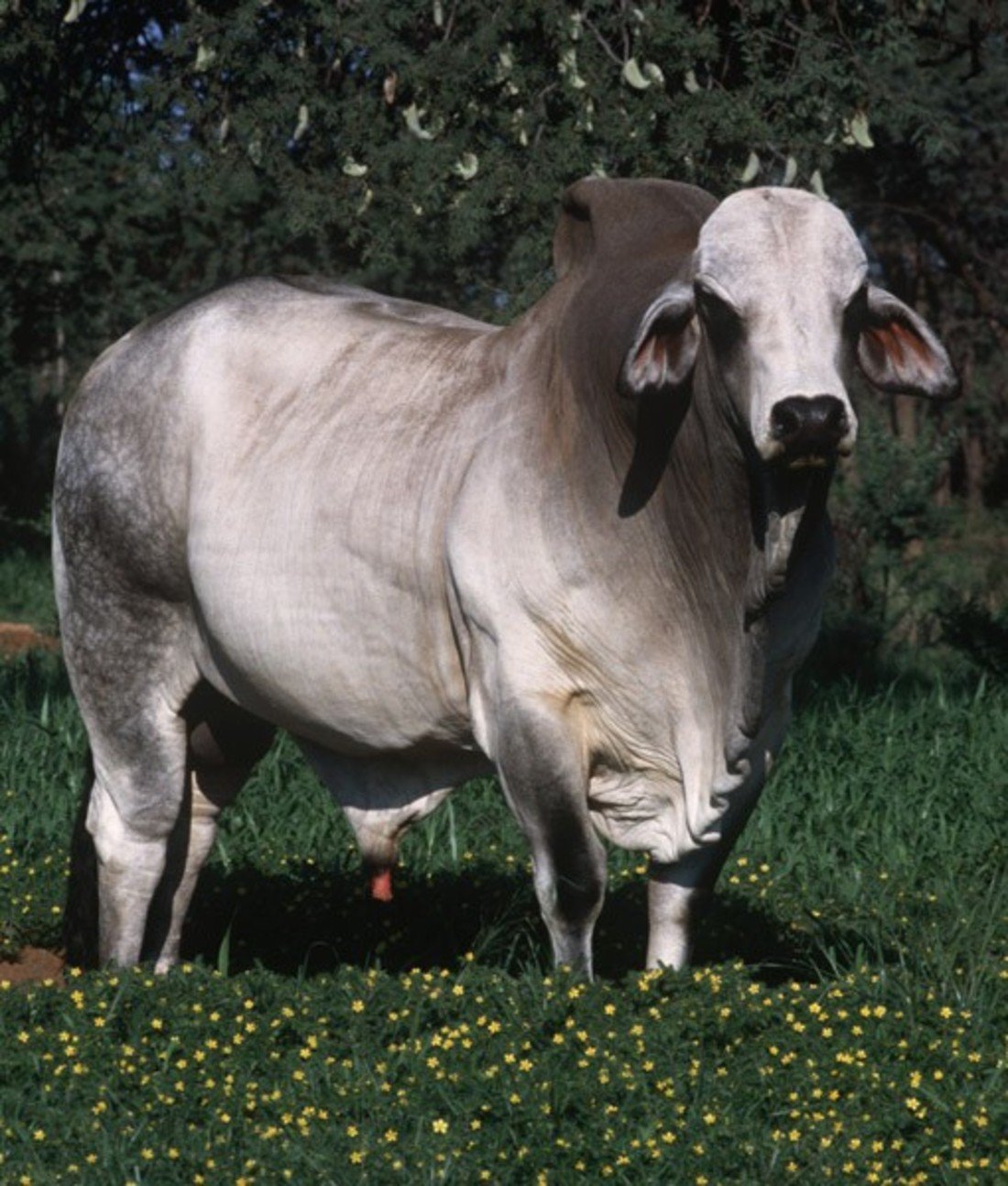 108806-zebu.jpg