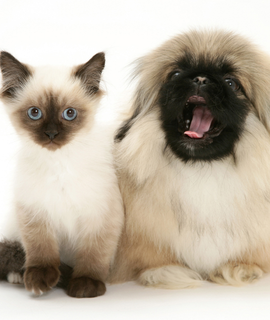 108814-pekingese-cat.jpg