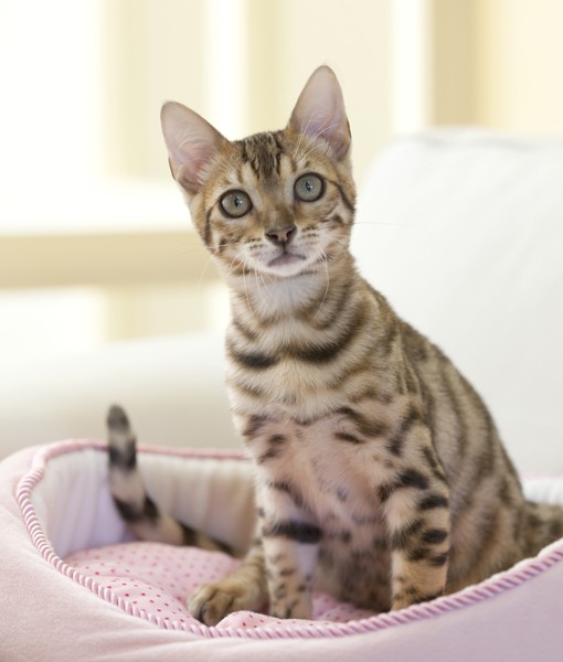 108820-bengal-cat.jpg