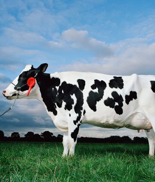 108821-alberta-dairy-cow.jpg