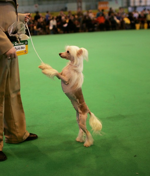 108822-chinese-crested.jpg