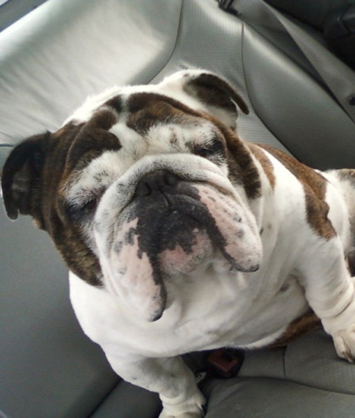 108823-english-bulldog.jpg