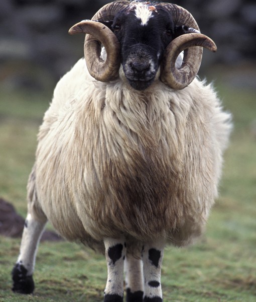 108824-ram.jpg