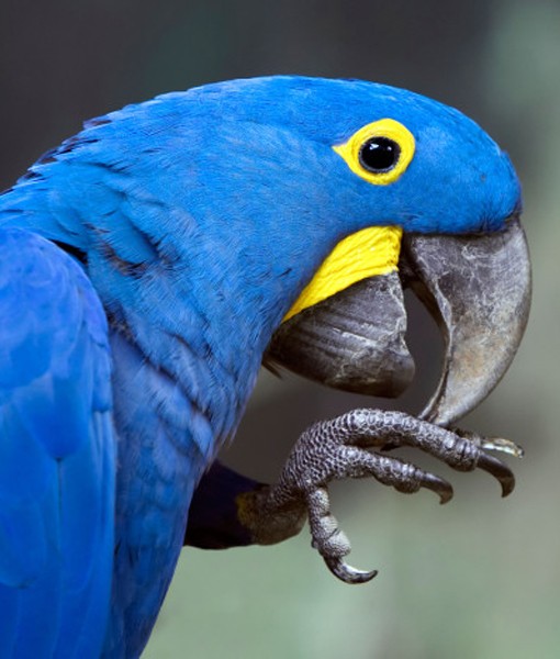 108825-hyacnith-macaw.jpg