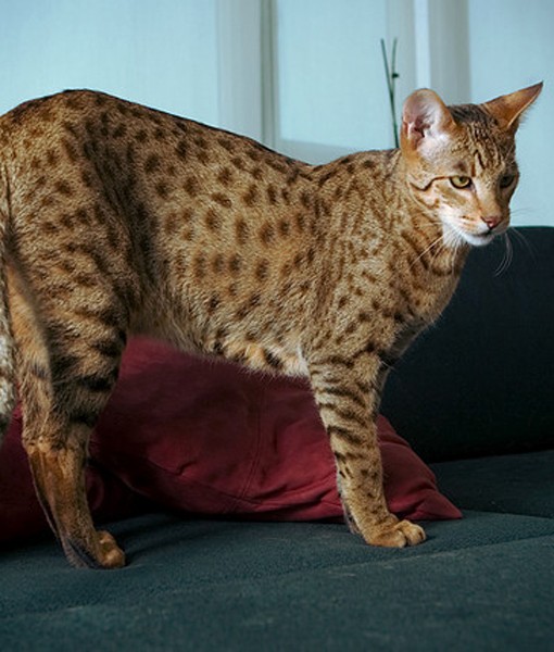 108827-savannah-cat.jpg