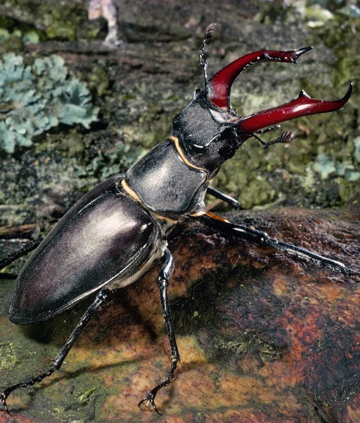 108828-stag-beetle.jpg