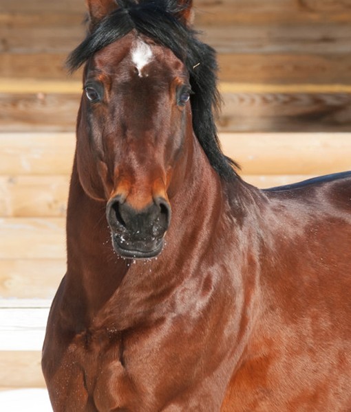 108830-thoroughbred.jpg