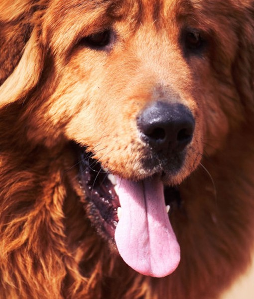 108831-tibetan-mastiff.jpg