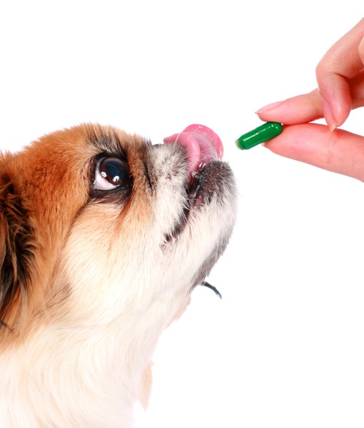 109081-dog-with-multivitamin.jpg