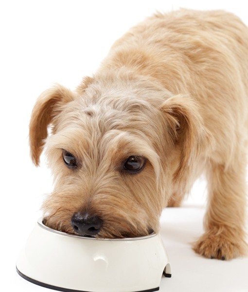 109085-dog-eating-out-of-bowl.jpg 109085-dog-eating-out-of-bowl.jpg