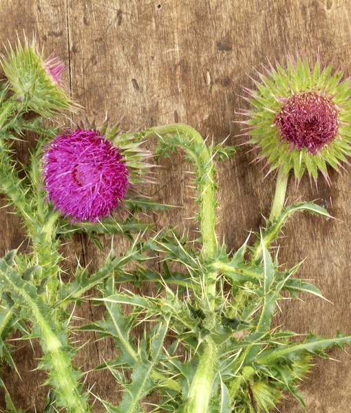 109087-milk-thistle.jpg