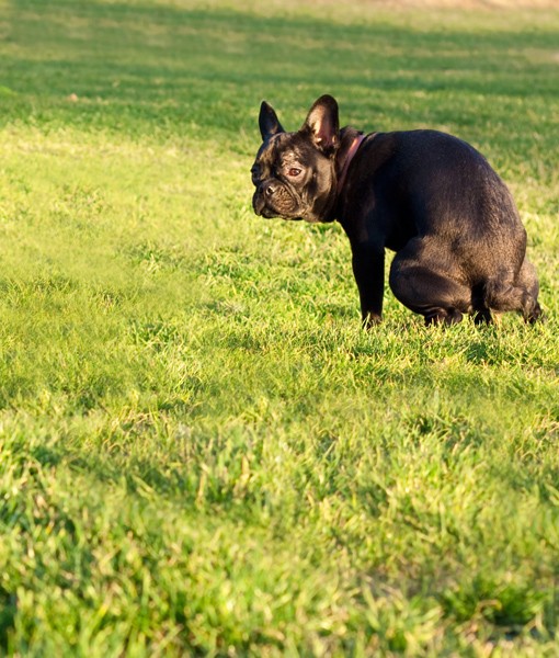 109091-pooping-dog.jpg