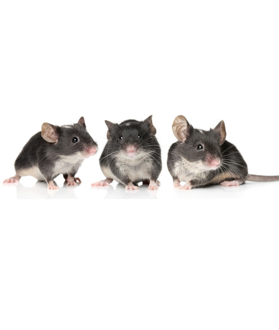 109590-mice.jpg