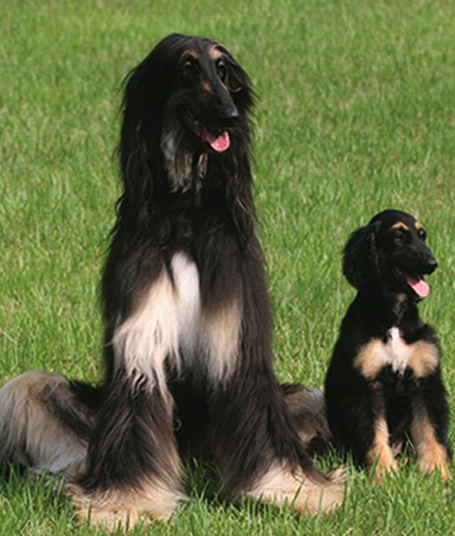 109592-dogs.jpg