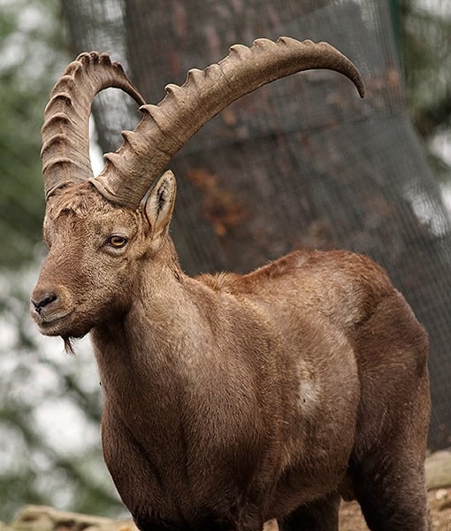 109593-horned-goat.jpg