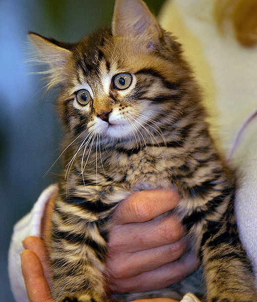 109594-cat.jpg