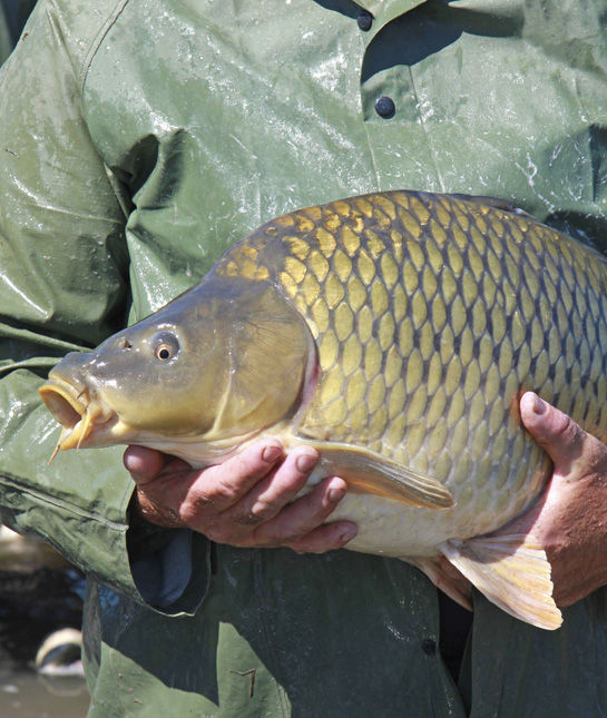 109595-fish.jpg