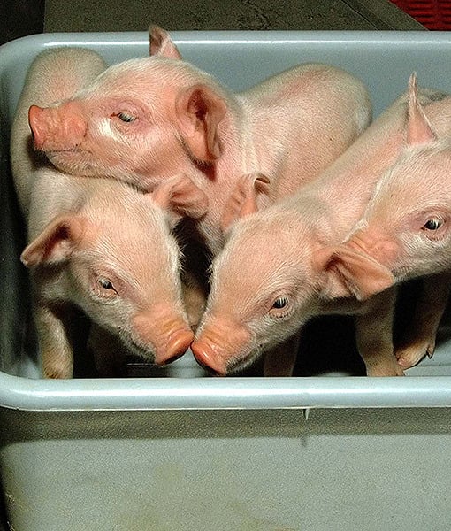 109596-piglets.jpg