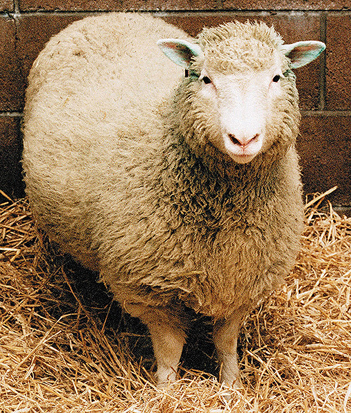 109597-sheep.jpg