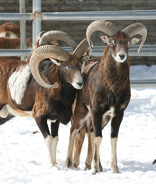 109598-wild-sheep.jpg