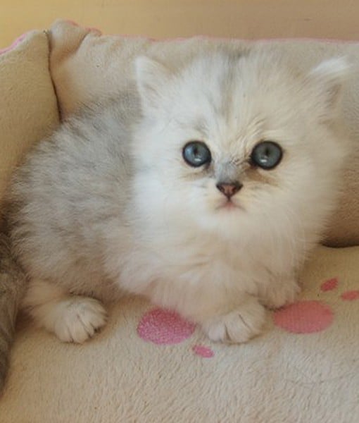 110035-chinchilla-persian-4-510x600-1.jpg