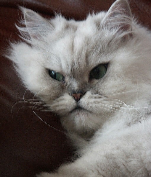 110036-chinchilla-persian-3-510x600-1.jpg