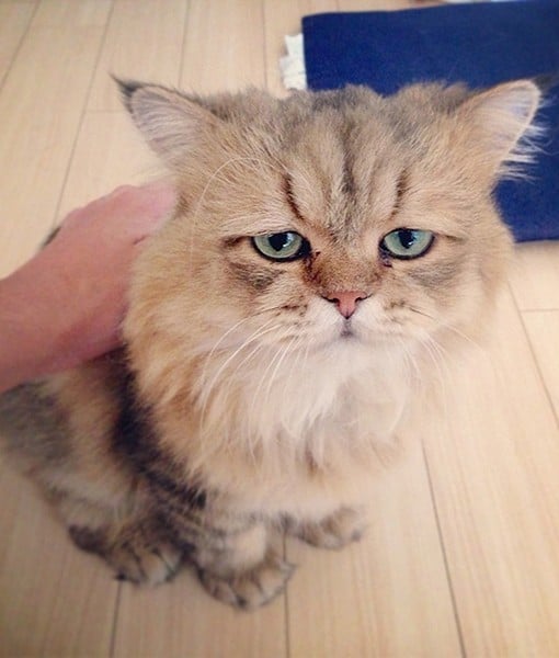 110037-chinchilla-persian-5-510x600-1.jpg