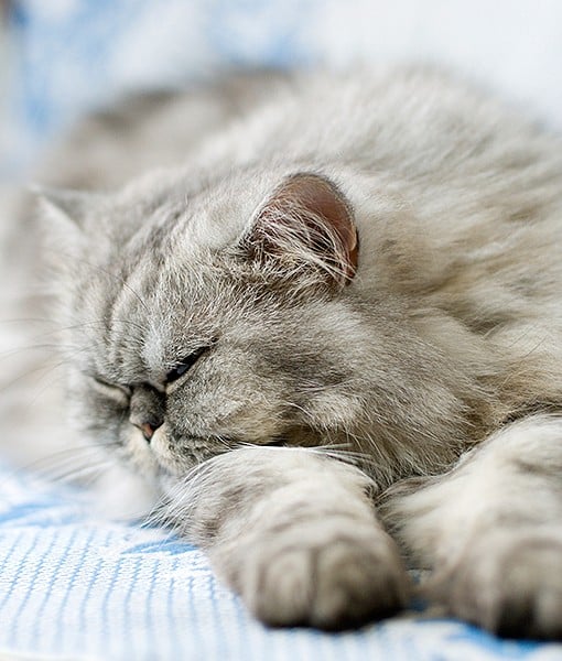 110038-chinchilla-persian-7-510x600-1.jpg