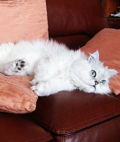 110039-chinchilla-persian-1-510x600-1.jpg