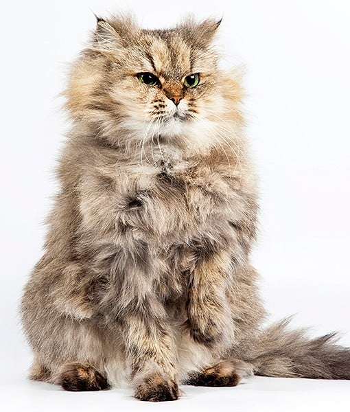 110040-chinchilla-persian-6-510x600-1.jpg