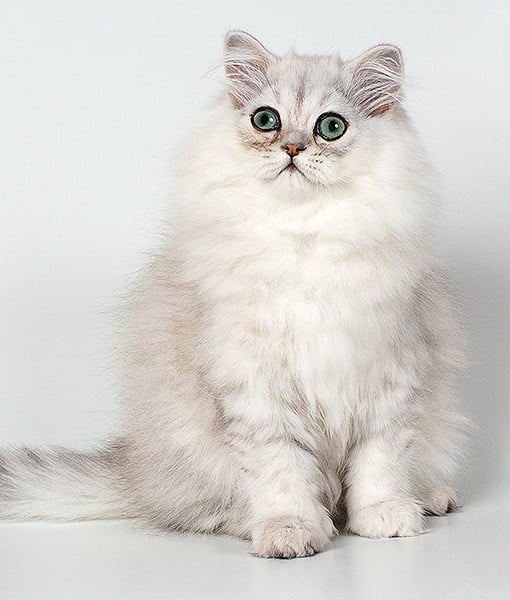 110041-chinchilla-persian-9-510x600-1.jpg 110041-chinchilla-persian-9-510x600-1.jpg