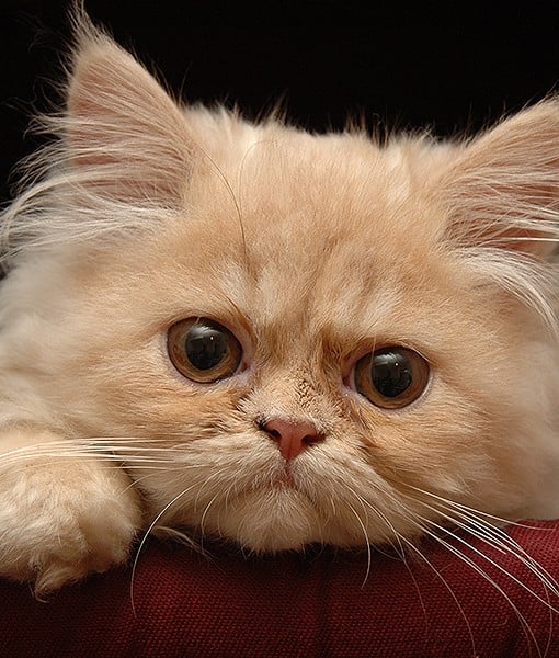 110042-chinchilla-persian-8-510x600-1.jpg