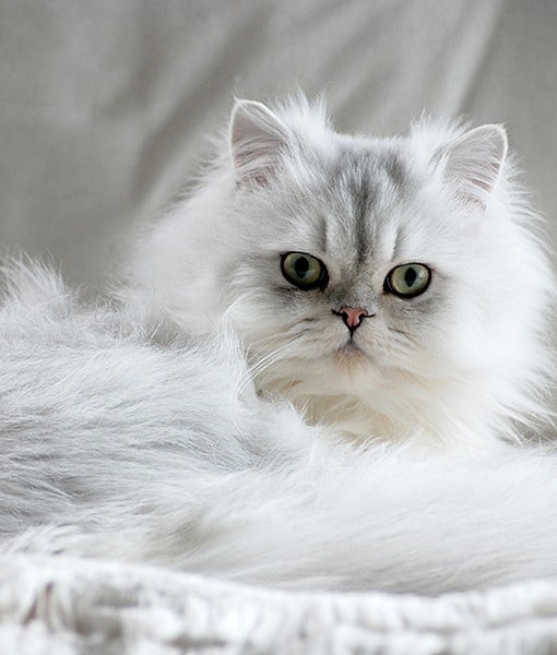 110043-chinchilla-persian-10-510x600-1.jpg